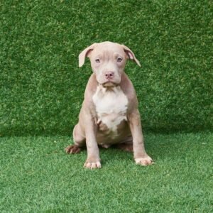 Rose American Pitbull Terrier