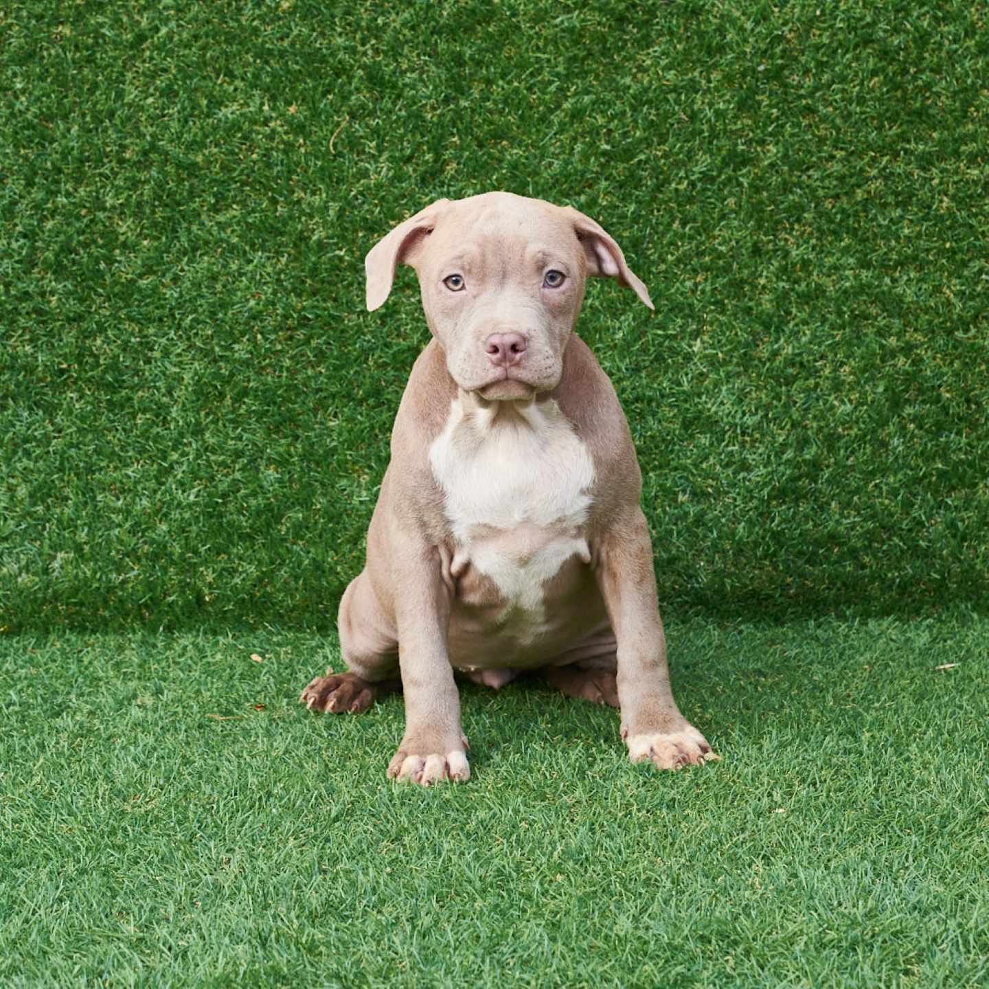 Rose American Pitbull Terrier