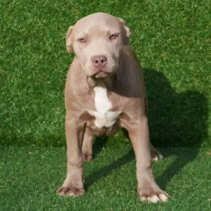 Roy American Pitbull Terrier