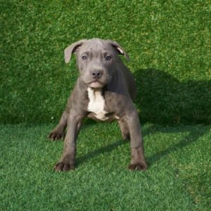 Simon American Pitbull Terrier