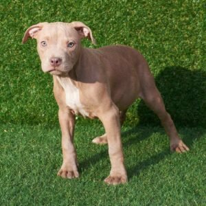 Soul American Pitbull Terrier