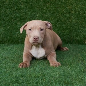 Star American Pitbull Terrier