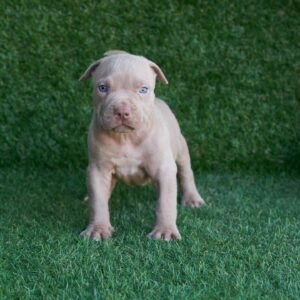 Theo American Pitbull Terrier