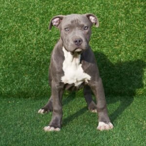 Thor American Pitbull Terrier