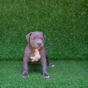 Tony American Pitbull Terrier Puppy for sale