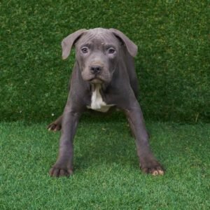 Wolf American Pitbull Terrier